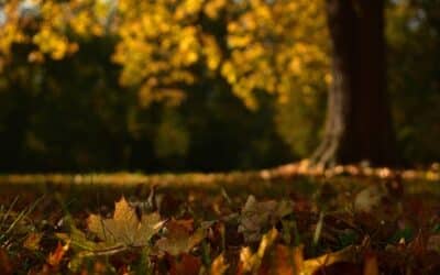 Effektivt Havearbejde: Kraftfulde Løvblæsere og Løvsugere Simplificerer Din Efterårsrutine